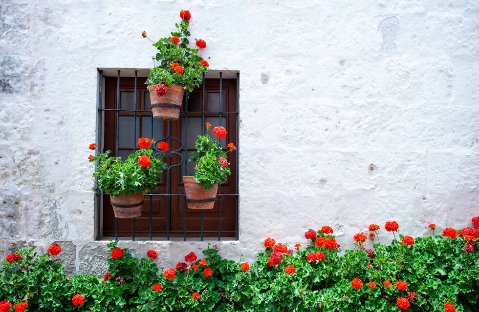 Jardines de enero en mi corazón: un viaje a los frutales y rosales de la infancia.