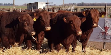 Hereford y Shorthorn realizarán sus exposiciones de primavera en la Sociedad Rural de Azul