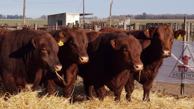 Hereford y Shorthorn realizarán sus exposiciones de primavera en la Sociedad Rural de Azul