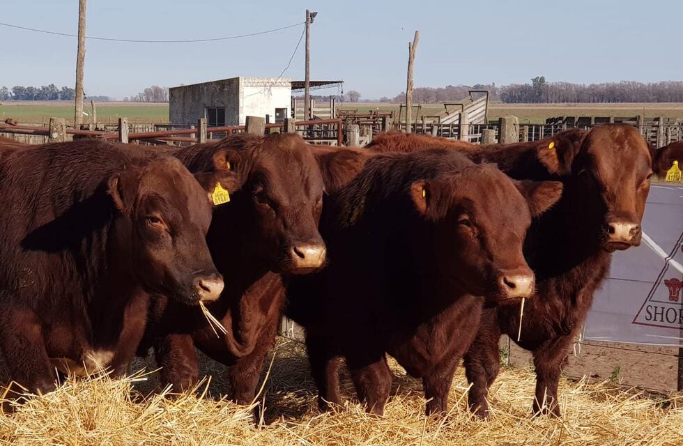 Hereford y Shorthorn realizarán sus exposiciones de primavera en la Sociedad Rural de Azul