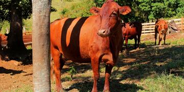 La principal medida de prevención de la enfermedad es vacunar a todo el rodeo de ganado.