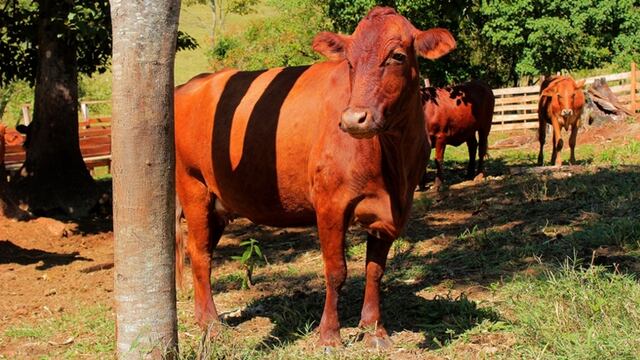 La principal medida de prevención de la enfermedad es vacunar a todo el rodeo de ganado.