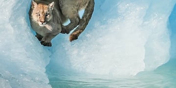 En un ámbito natural, turistas pudieron maravillarse con la vista del puma sobre un fragmento de hielo.