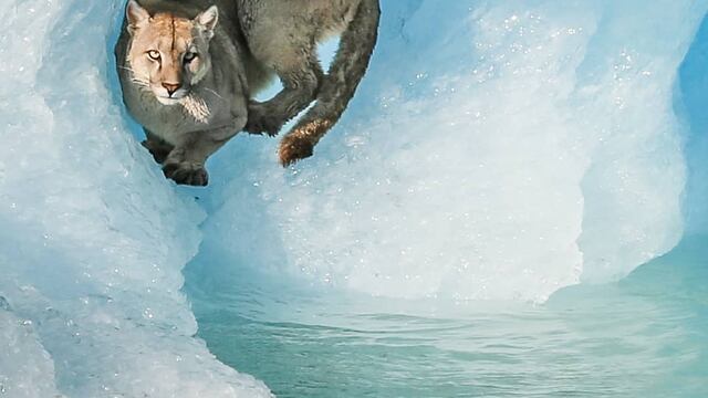 En un ámbito natural, turistas pudieron maravillarse con la vista del puma sobre un fragmento de hielo.