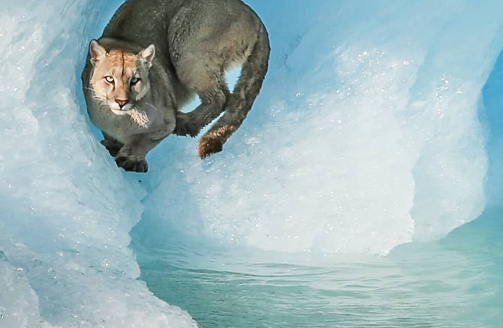 Un grupo de turistas vio a un puma sobre un témpano desde una embarcación en el Lago Argentino