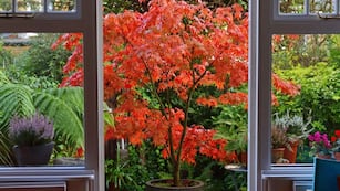 El arce japonés en maceta es la elección ideal para patios internos: aporta belleza y no genera suciedad.