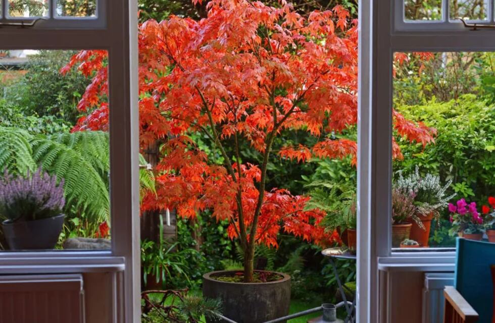 Este es el árbol ideal que los especialistas recomiendan para colocar en un patio interno