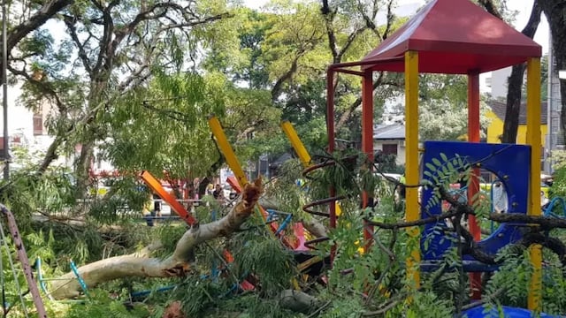 Caída del árbol en Parque Avellaneda.
