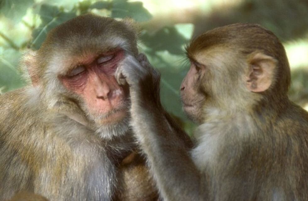 “Virus del mono B”: China confirmó la primera víctima de esta enfermedad que transmiten los monos