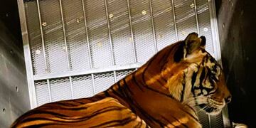 Los tigres de San Luis ya viajan hacia Sudáfrica