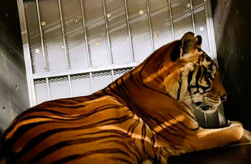 Los tigres de San Luis ya vuelan hacia su nuevo hogar en Sudáfrica