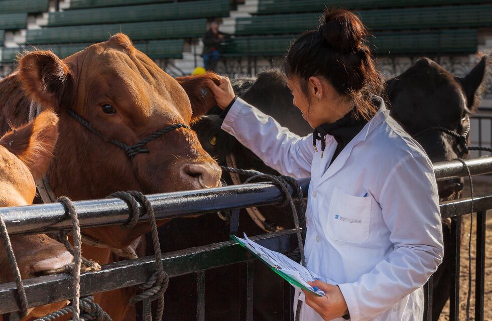 Los documentos de identidad de los bovinos