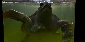 30 Junio 2022 Sociedad Mendoza
El Acuario Municipal está cerrado al público y pronto trasladarán al tortugo Jorge
El tradicional paseo mendocino, ubicado en el Parque O’Higgins, será reconvertido en Centro para la Conservación de la Biodiversidad.
Foto: Orlando Pelichotti / Los Andes