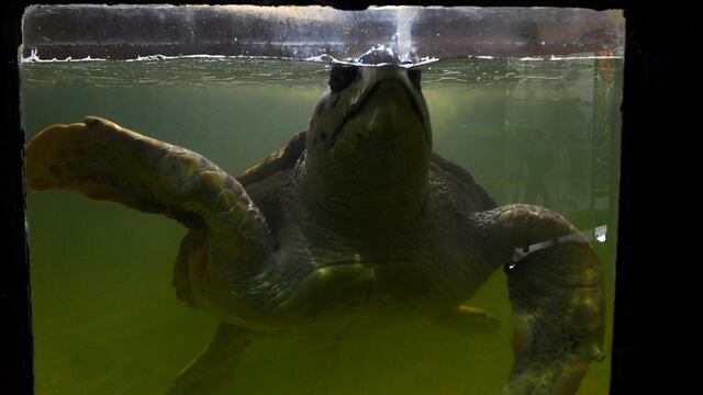 30 Junio 2022 Sociedad Mendoza
El Acuario Municipal está cerrado al público y pronto trasladarán al tortugo Jorge
El tradicional paseo mendocino, ubicado en el Parque O’Higgins, será reconvertido en Centro para la Conservación de la Biodiversidad.
Foto: Orlando Pelichotti / Los Andes