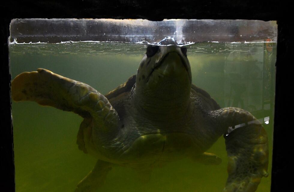 Adiós al tortugo Jorge: Será trasladado de Mendoza a Mar del Plata