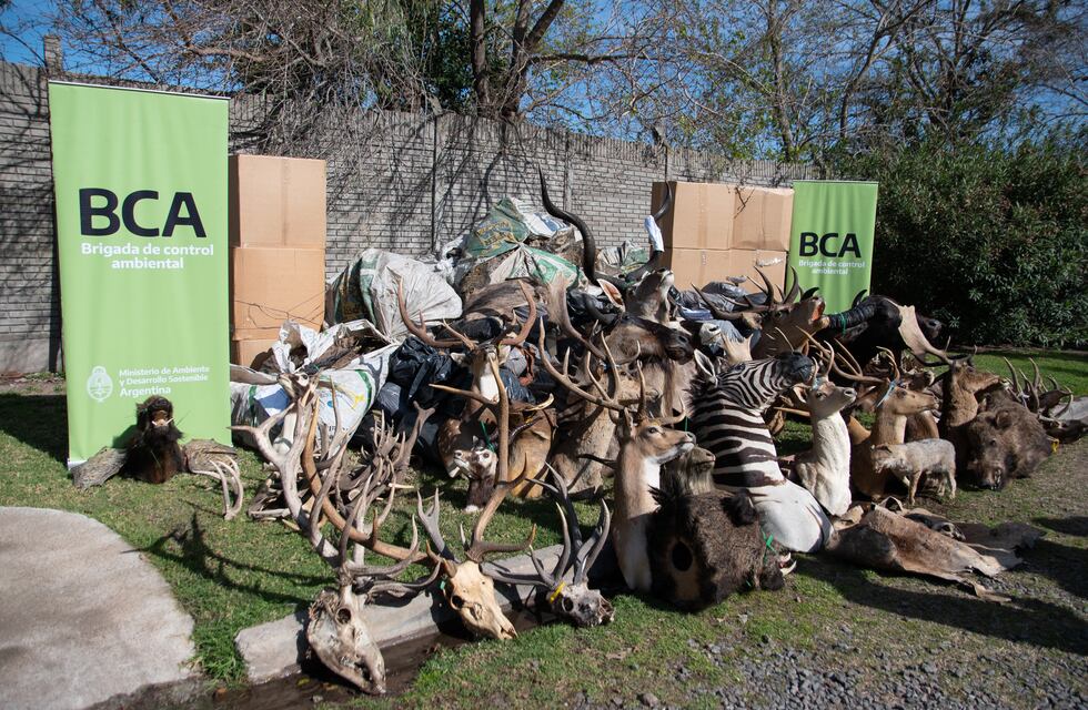 Operativo inédito en San Fernando: destruyeron trofeos de caza producto del tráfico de fauna silvestre