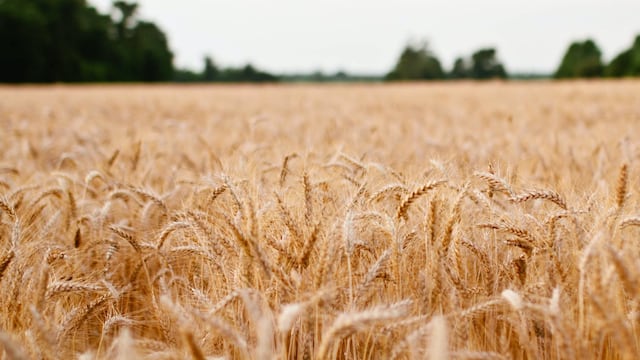El Gobierno nacional sigue de cerca la situación (Snapwire - Pexels).