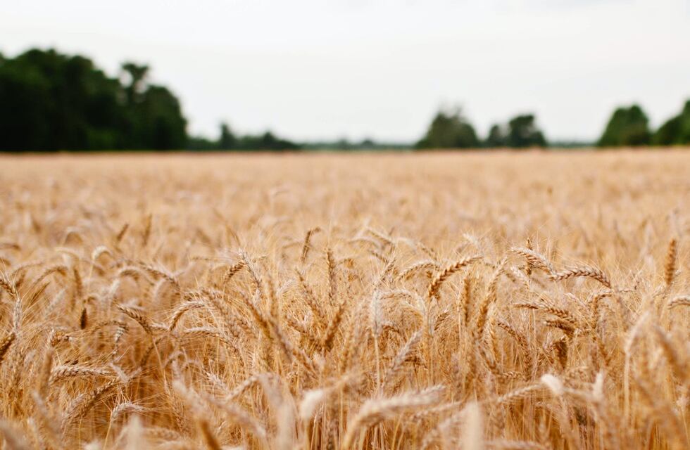 El Gobierno sigue de cerca la comercialización del trigo para analizar medidas