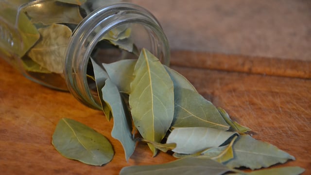 Dónde poner el laurel en la casa.