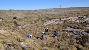 Tres organizaciones plantaron más de 50 mil ejemplares de tabaquillos.
