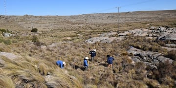 Tres organizaciones plantaron más de 50 mil ejemplares de tabaquillos.