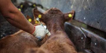 El próximo lunes se inicia la 46° Campaña Antiaftosa