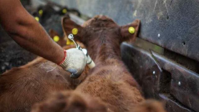 El próximo lunes se inicia la 46° Campaña Antiaftosa