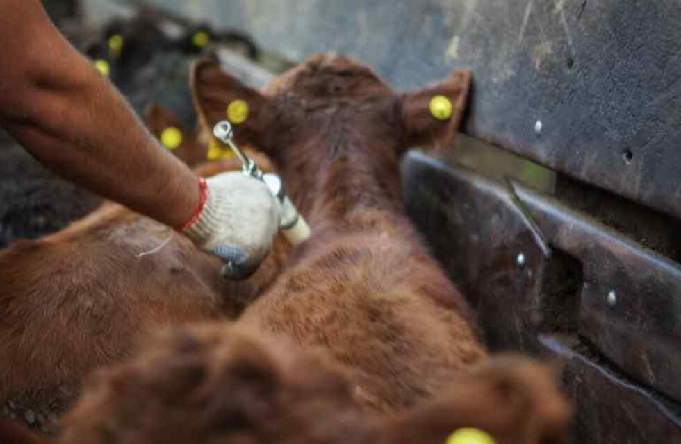 El próximo lunes se inicia la 46° Campaña Antiaftosa