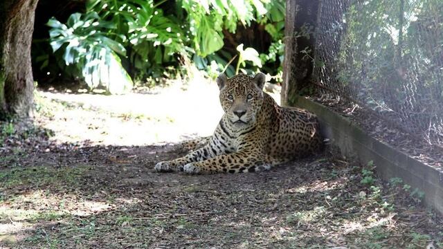 Había llegado al Bioparque de la Ciudad en 2015.