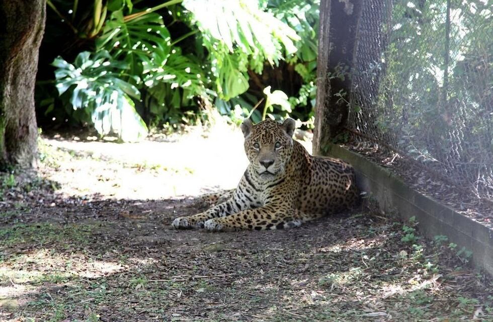 Tristeza en el Bioparque de La Plata por la muerte del longevo yaguareté Juan