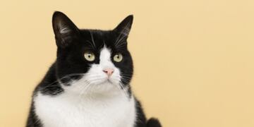 Un gato gordo se hace viral en las redes sociales. (Foto: Freepik)