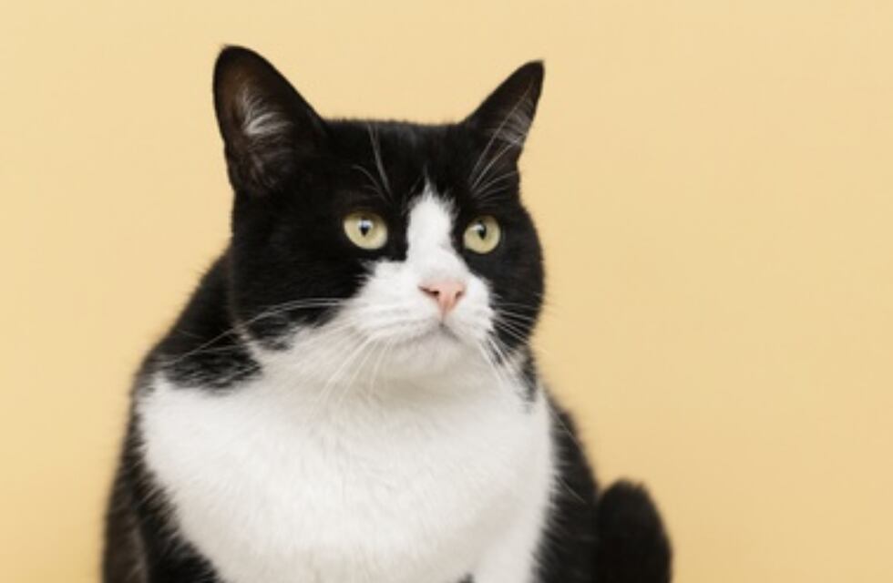 Un gato gordo intenta subir a un cochecito de bebé y el divertido momento se hizo viral en Tik Tok