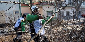 Poda y tala de árboles en la ciudad de Buenos Aires