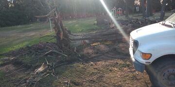 Luego de la caída de un árbol la municipalidad trabaja en el Parque Cabañas