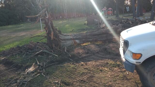 Luego de la caída de un árbol la municipalidad trabaja en el Parque Cabañas