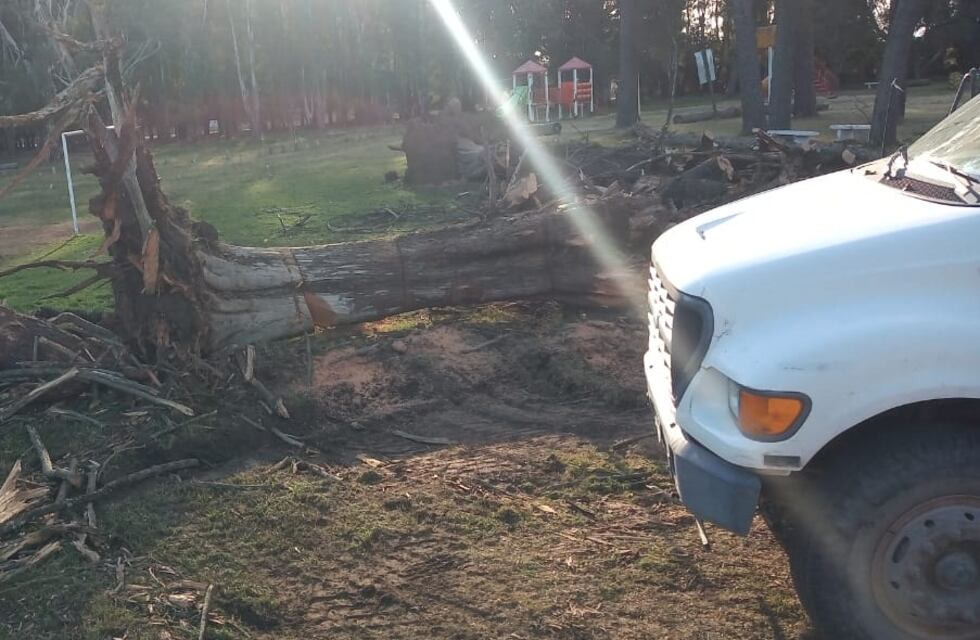 Luego de la caída de un árbol la Municipalidad trabaja en el Parque Cabañas