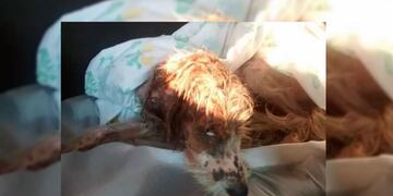 La masota tiene menos de un año de edad y fue rescatada de su propio hogar, donde sus dueños la maltrataban.