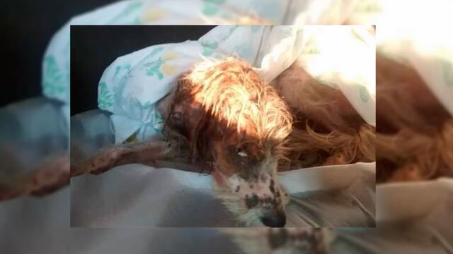 La masota tiene menos de un año de edad y fue rescatada de su propio hogar, donde sus dueños la maltrataban.