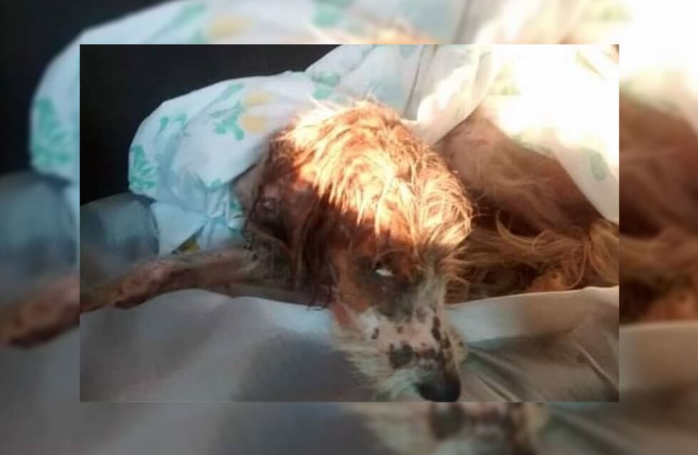 Quemaduras de cigarrillos, cortes y golpes: la historia de Renata, una perrita maltratada