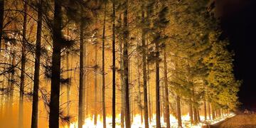 Animales que viven en los Esteros del Iberá huyen desesperados de los incendios.