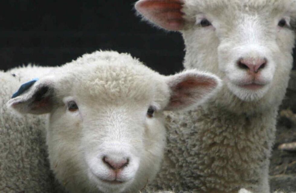 La producción ovina se presentará como una alternativa para campos mixtos