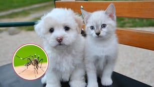 ¿Le puede dar dengue a mi perro o a mi gato?