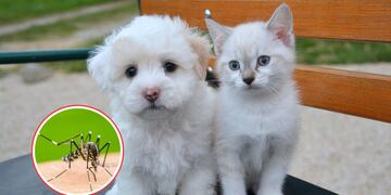 ¿Le puede dar dengue a mi perro o a mi gato?
