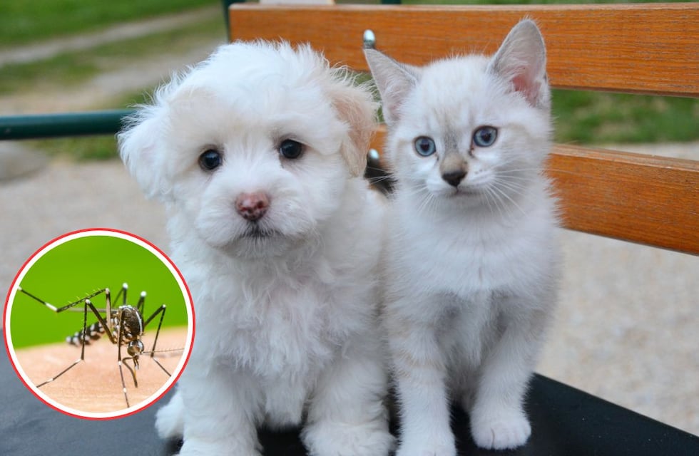 ¿Le puede dar dengue a mi perro o a mi gato?