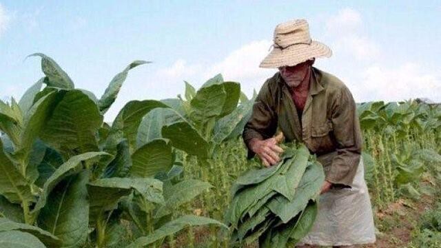 Se trata de un registro obligatorio para quienes trabajan en la actividad.