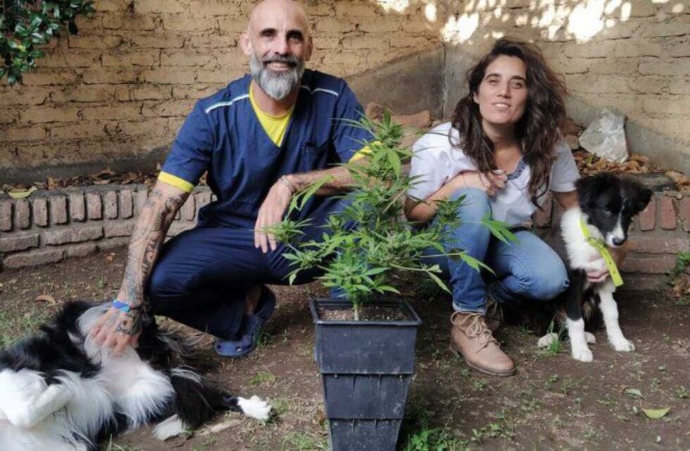 Veterinarios de Neuquén piden la regulación del uso de cannabis en animales