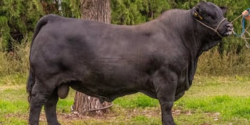 Morocho, el toro que gritó campeón desde el sur de Córdoba para todo el mundo.