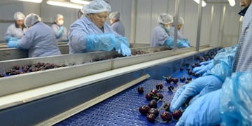 Envío de Cereza a China, EE.UU. y Europa