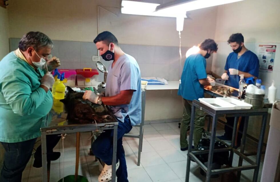 Dos empresas interesadas en construir el nuevo canicomio municipal