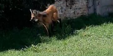 Encontraron un ejemplar de Aguará Guazú en Rafaela